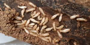 madeiracomtermitas03